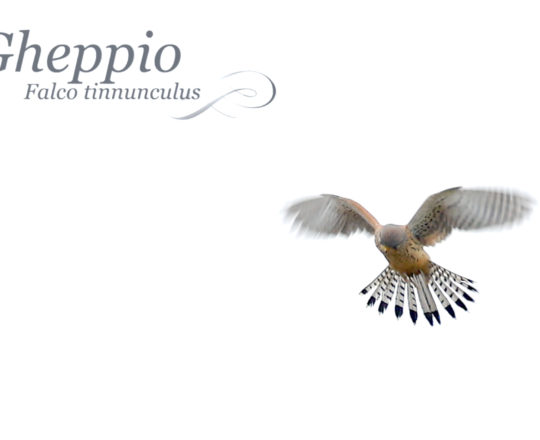 GHEPPIO SPIRITO SANTO