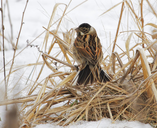 MIGLIARINO DI PALUDE