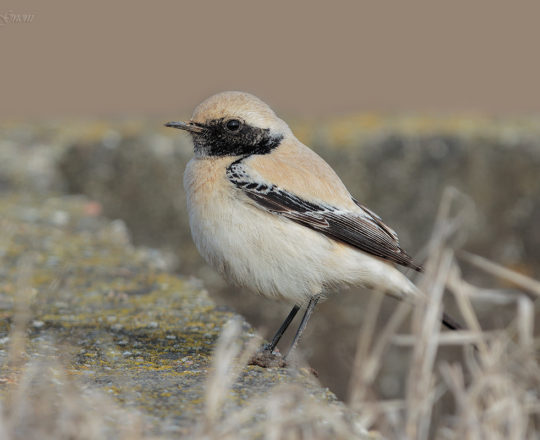Monachella del deserto