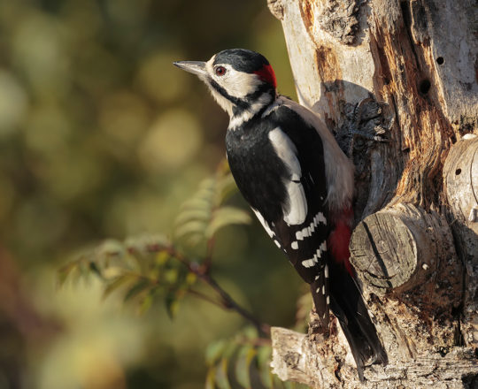 PICCHIO ROSSO MAGGIORE