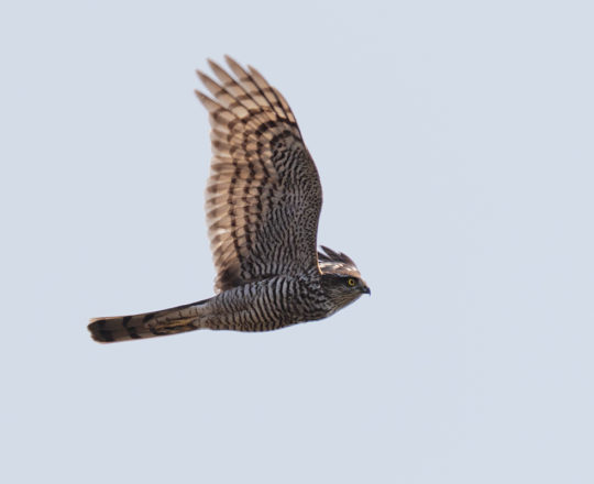 SPARVIERE alla BALOSSA