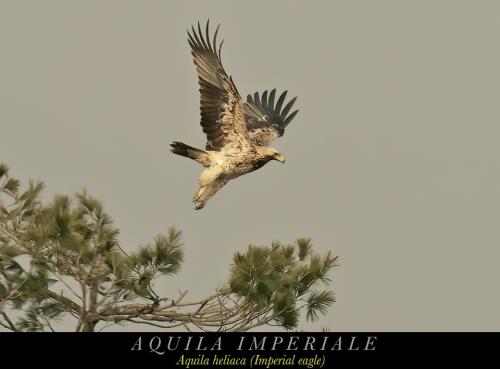 Aquila imperiale