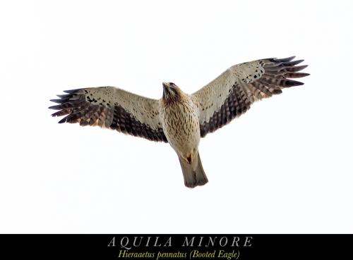Aquila minore