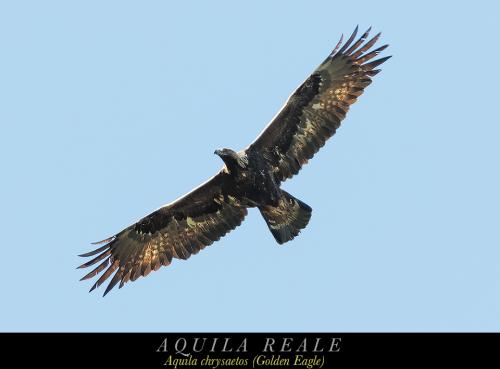 Aquila reale