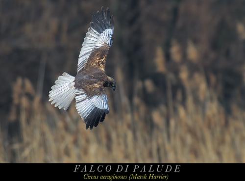 Falco di palude