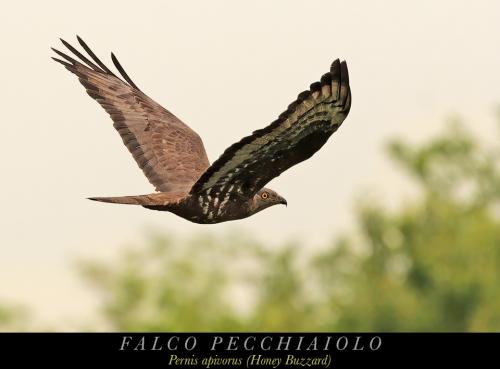 Falco pecchiaiolo