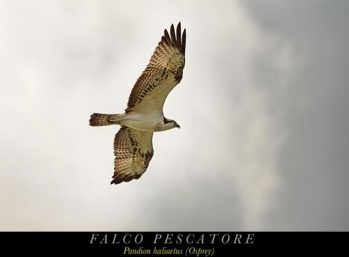 Falco pescatore