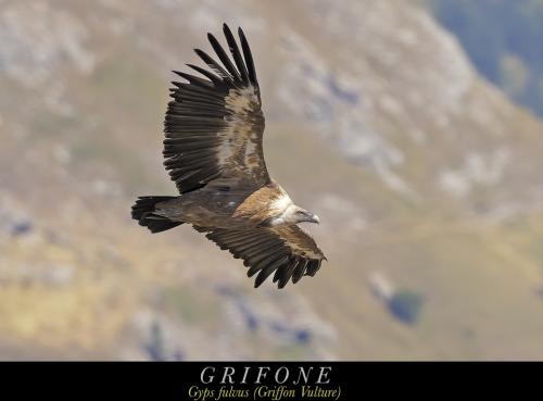 Grifone