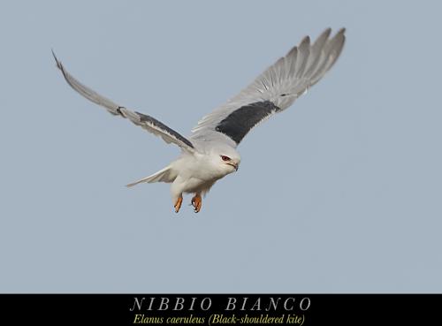 Nibbio bianco