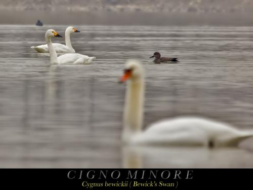 Cigno minore