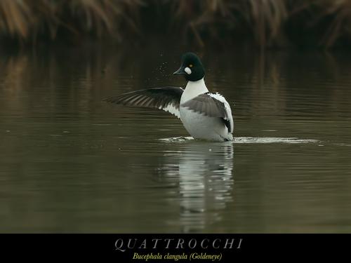 Quattrocchi