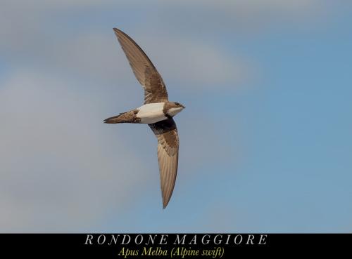 Rondone Maggiore