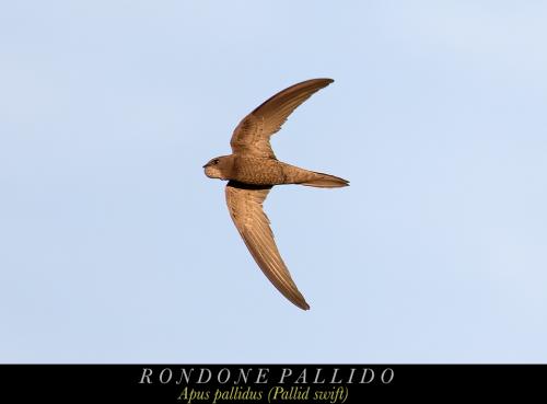 Rondone pallido 