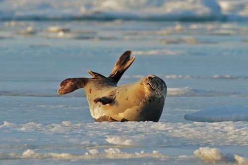 Foca