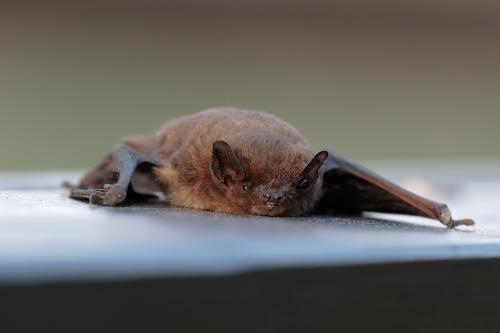 Pipistrello nano