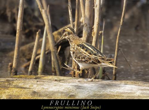 Frullino