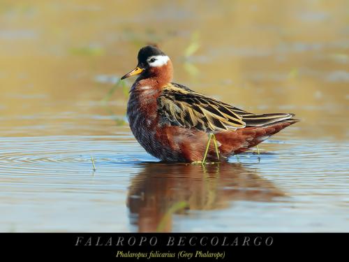 Falaropo beccolargo 