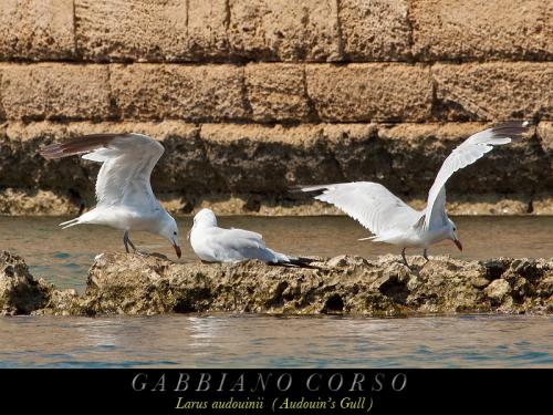 Gabbiano corso