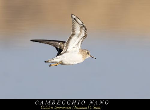 Gambecchio nano 