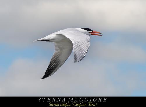 STERNA MAGGIORE