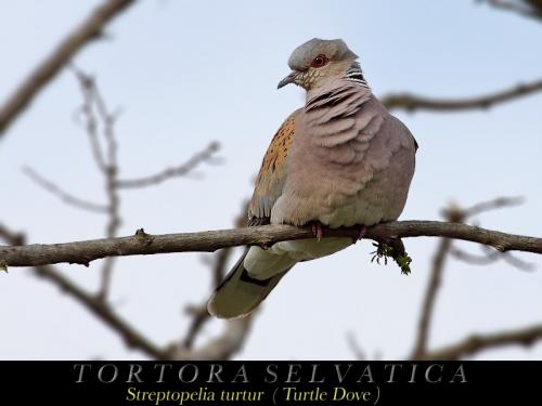 Tortora selvatica