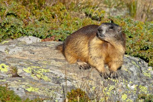 Marmotta