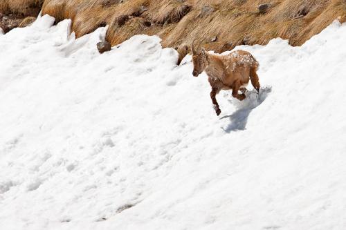 Stambecco nella neve