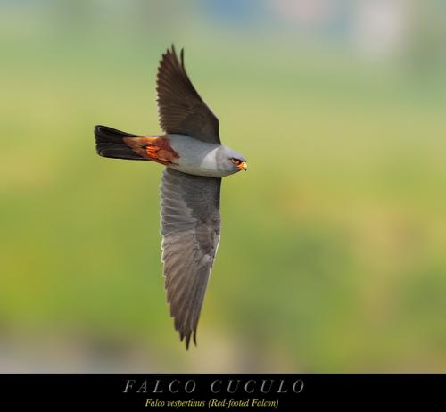 Falco cuculo