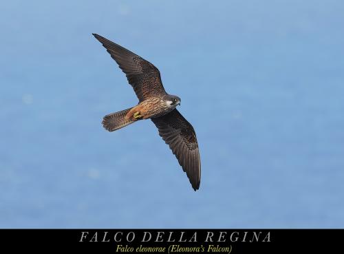 Falco della Regina 