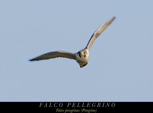 Falco pellegrino