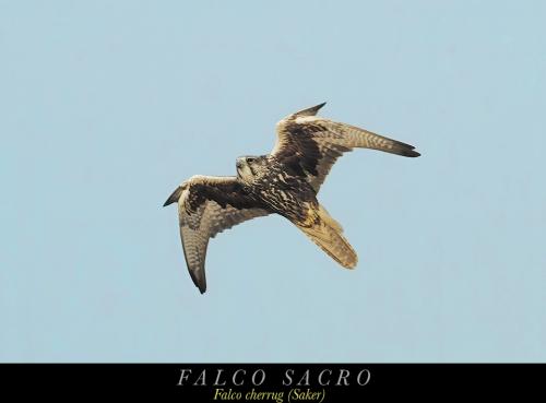Falco sacro 