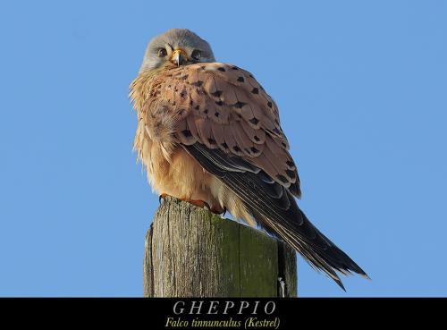 Gheppio