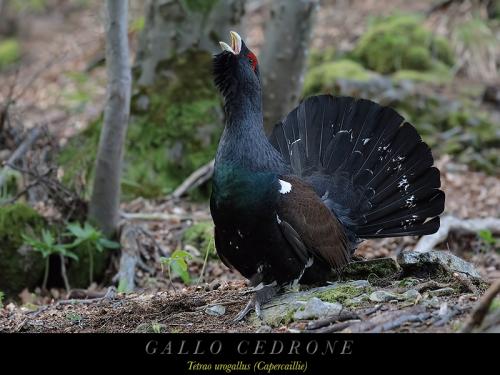 Gallo cedrone