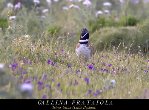 Gallina Prataiola 