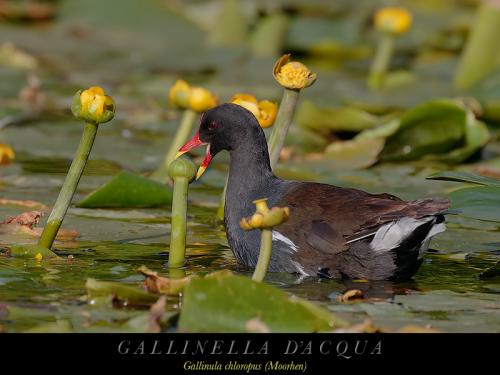 Gallinella d'acqua