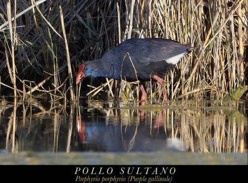 Pollo Sultano 