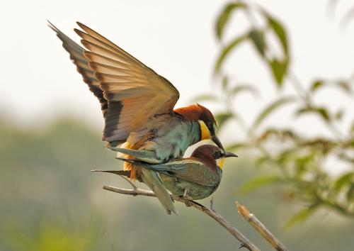 Gruccioni in accoppiamento