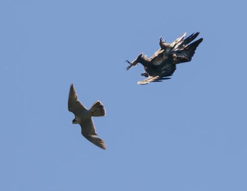 Aquila: Falco pellegrino