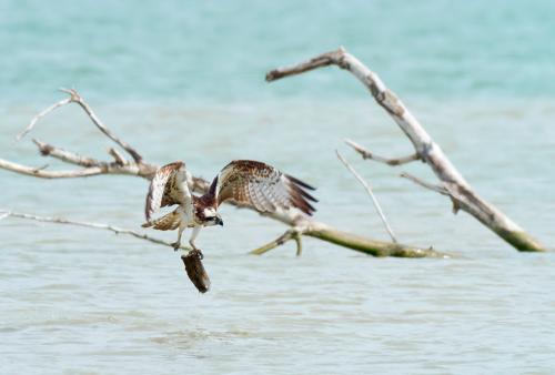 Falco pescatore 3