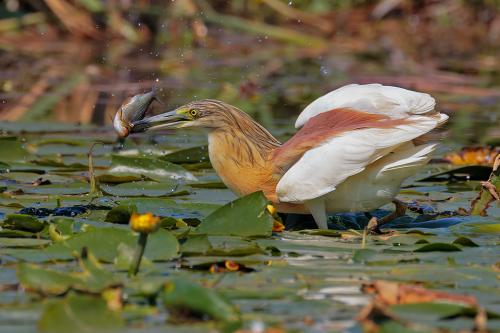 Sgarza ciuffetto con pesce Gardon