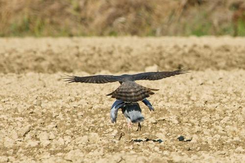 Sparviere con preda in volo