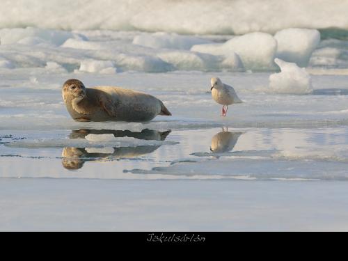 Foca e Gabbiano d'Islanda, Jökulsárlón