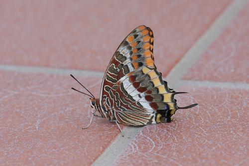 Charaxes jasius