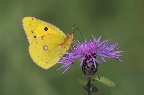 Colias palaeno