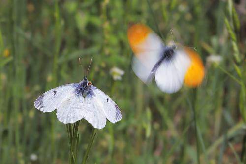 Farfalla Aurora