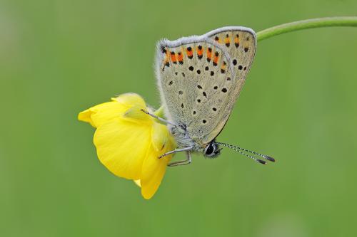 Lycaena (Loweia) tityrus