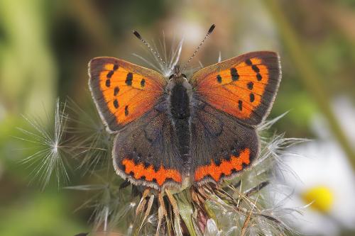 Lycaena phlaeas