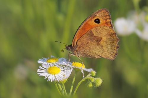 Maniola jurtina