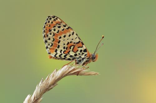 Melitaea