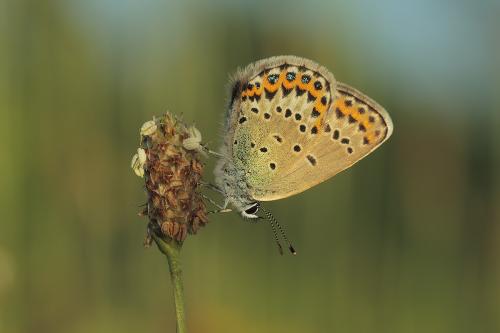 Plebejus idas